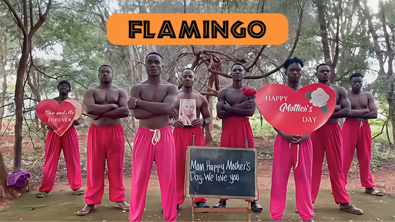 Flamingo